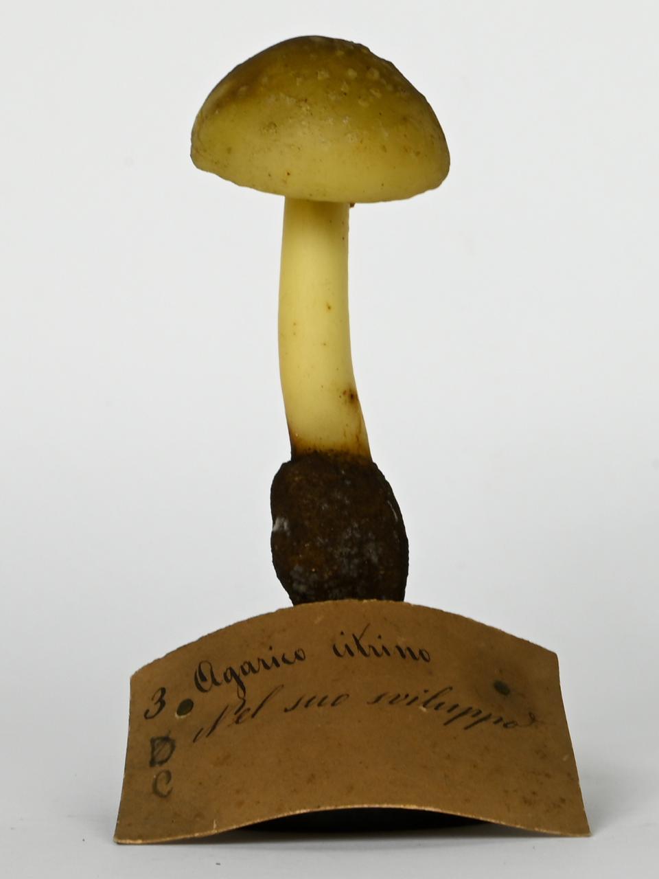 Modello di Maestri, Angelo - produzione ceroplastica ottocentesca (sec. XIX)