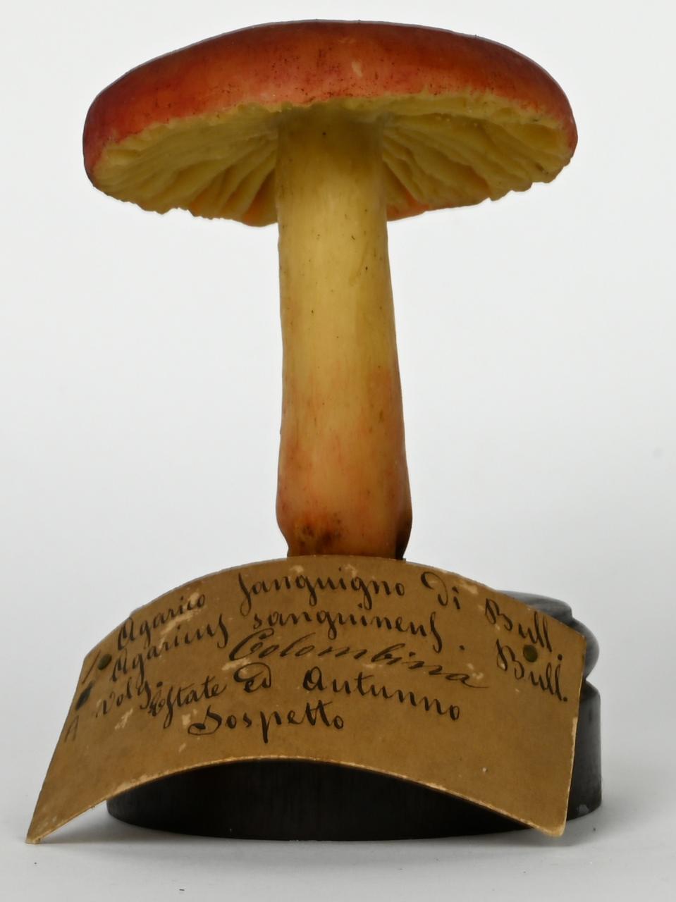 Modello di Maestri, Angelo - produzione ceroplastica ottocentesca (sec. XIX)