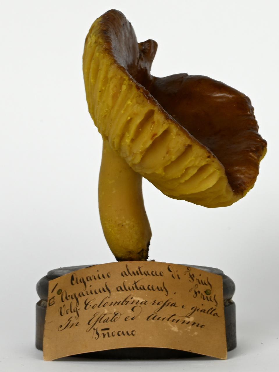 Modello di Maestri, Angelo - produzione ceroplastica ottocentesca (sec. XIX)