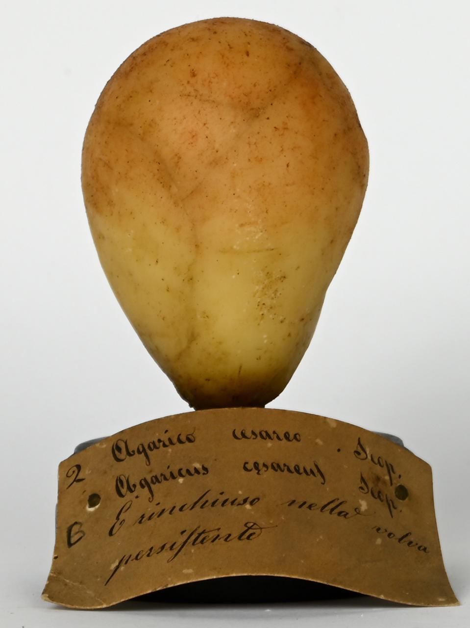 Modello di Maestri, Angelo - produzione ceroplastica ottocentesca (sec. XIX)