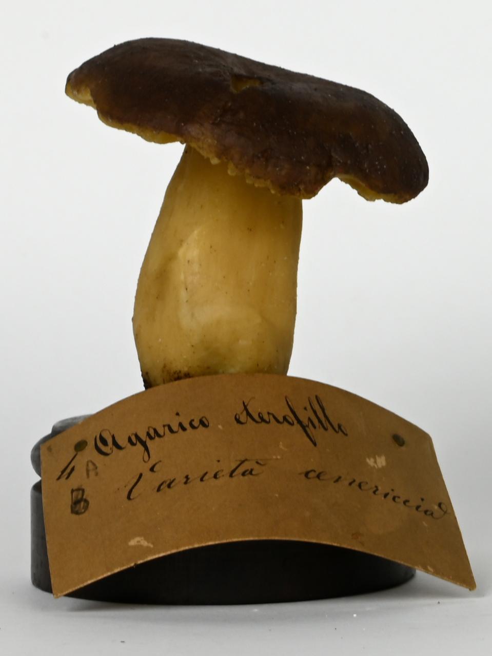 Modello di Maestri, Angelo - produzione ceroplastica ottocentesca (sec. XIX)