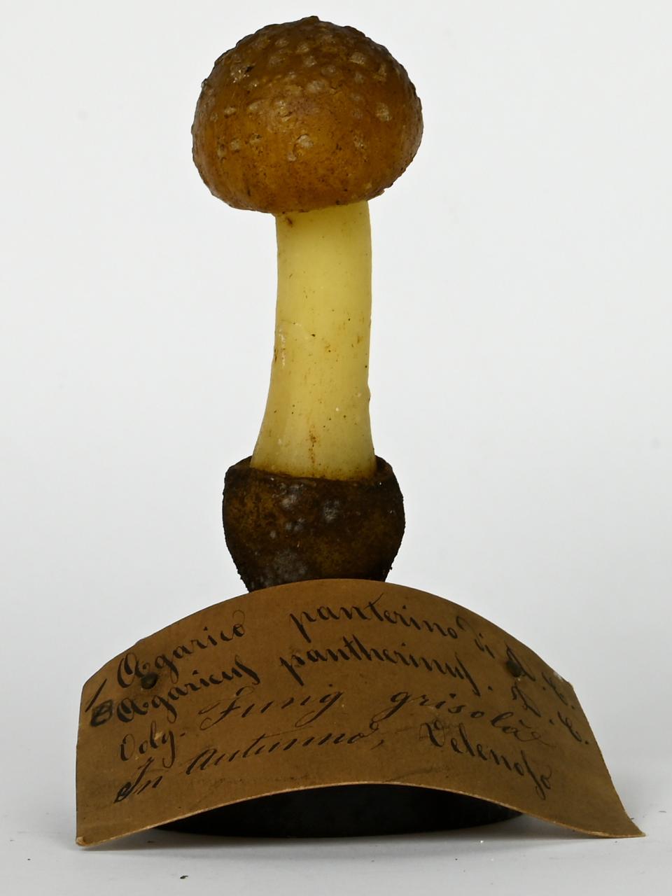 Modello di Maestri, Angelo - produzione ceroplastica ottocentesca (sec. XIX)