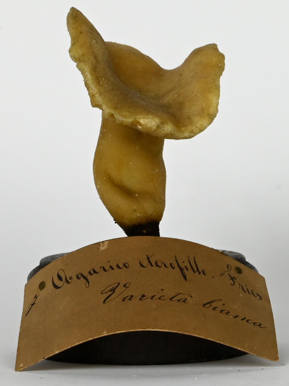 Modello di Maestri, Angelo - produzione ceroplastica ottocentesca (sec. XIX)