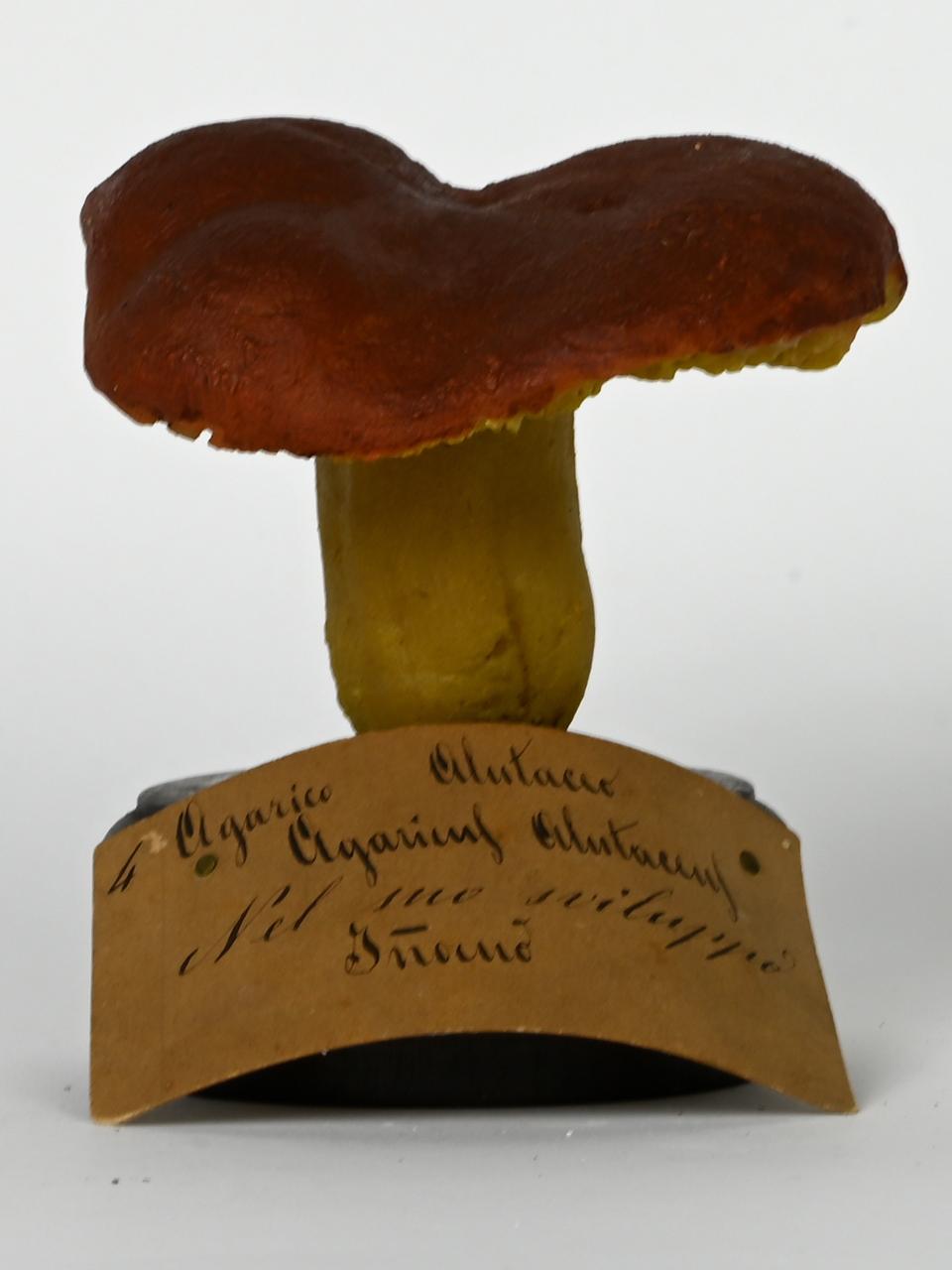Modello di Maestri, Angelo - produzione ceroplastica ottocentesca (sec. XIX)
