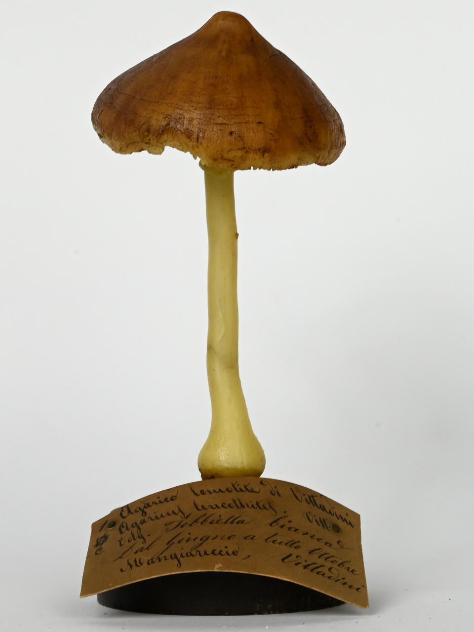 Modello di Maestri, Angelo - produzione ceroplastica ottocentesca (sec. XIX)