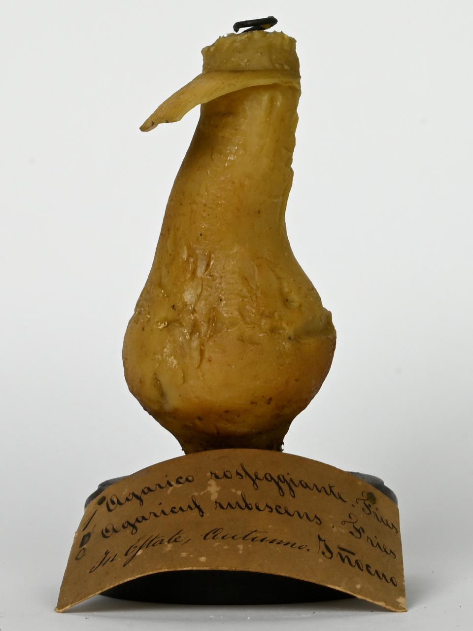 Modello di Maestri, Angelo - produzione ceroplastica ottocentesca (sec. XIX)