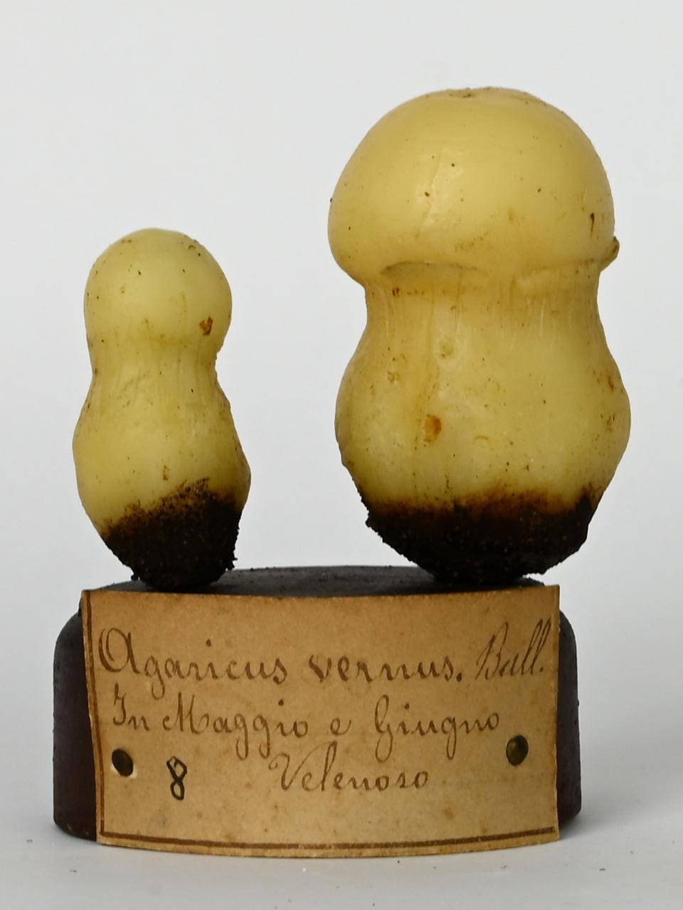 Modello di Maestri, Angelo - produzione ceroplastica ottocentesca (sec. XIX)