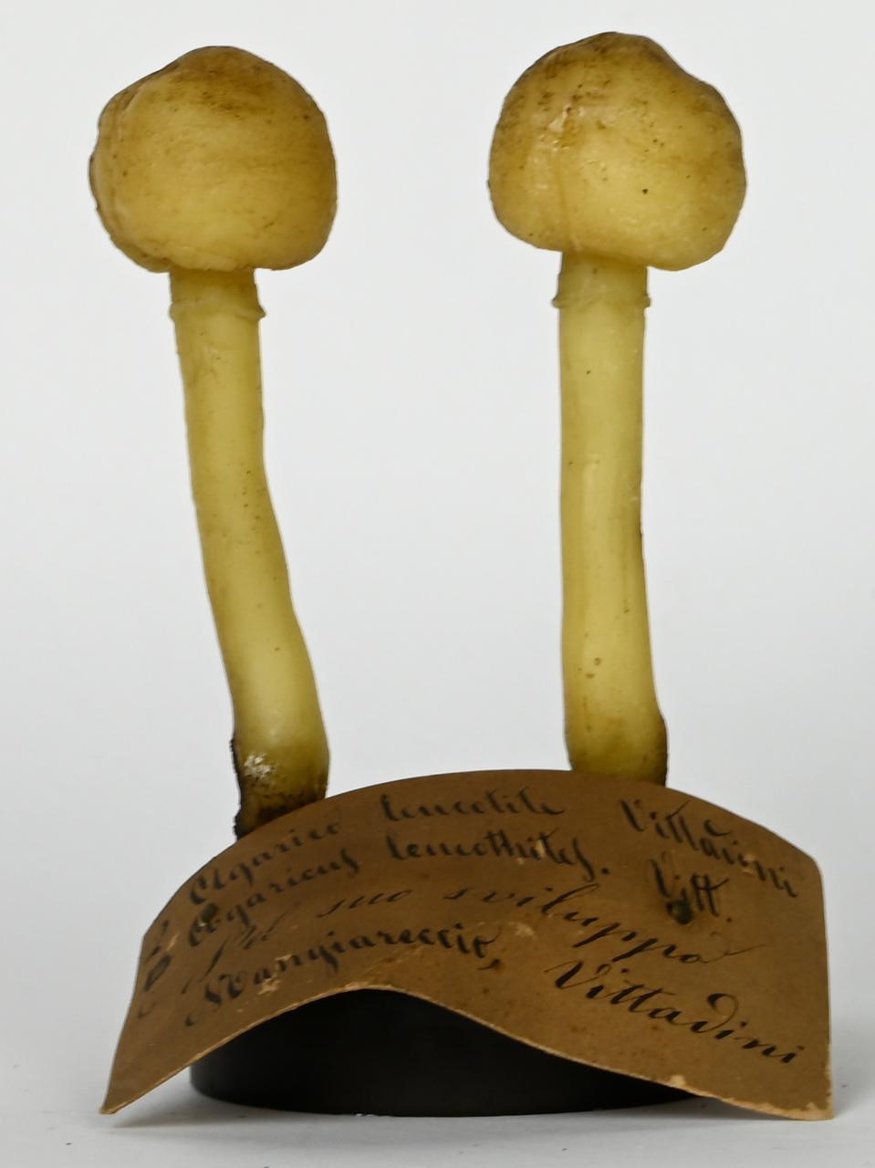 Modello di Maestri, Angelo - produzione ceroplastica ottocentesca (sec. XIX)