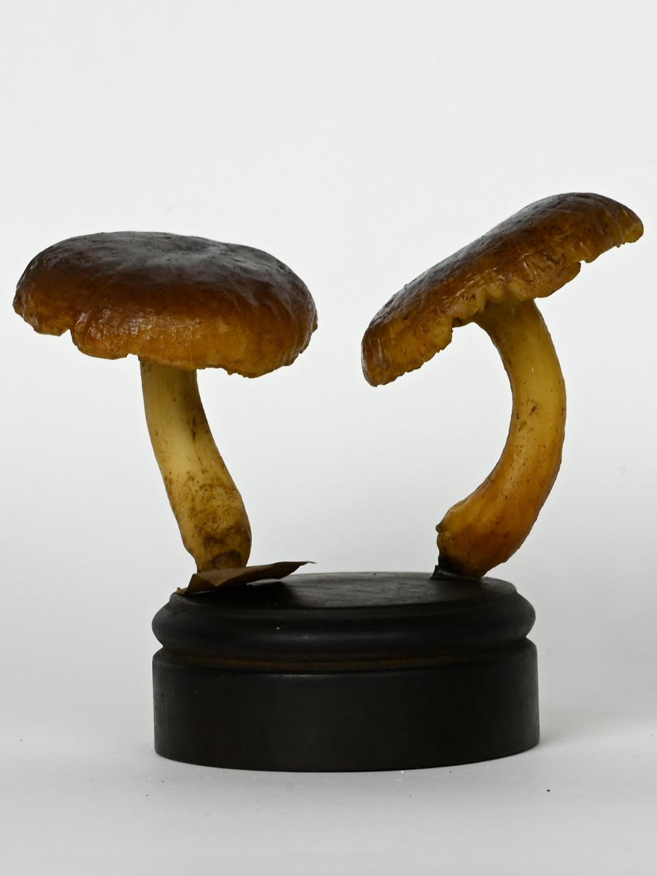 Modello di Maestri, Angelo - produzione ceroplastica ottocentesca (sec. XIX)