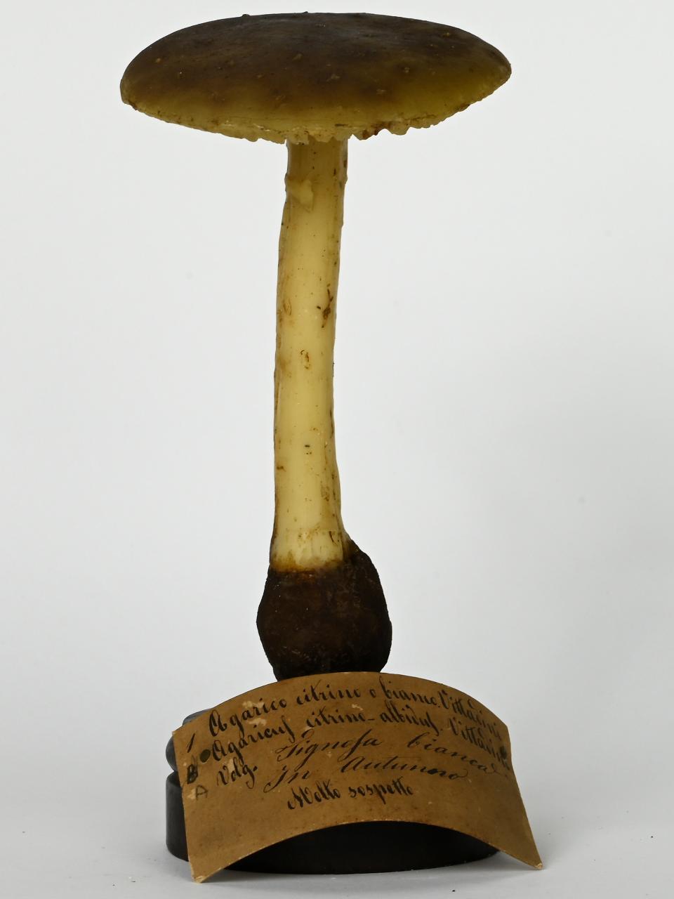 Modello di Maestri, Angelo - produzione ceroplastica ottocentesca (sec. XIX)