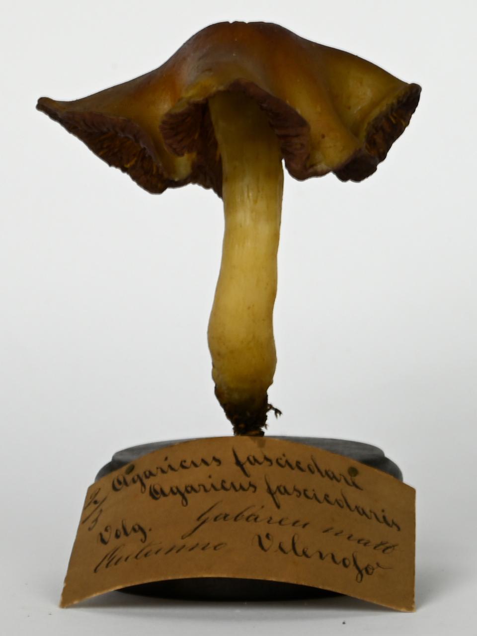 Modello di Maestri, Angelo - produzione ceroplastica ottocentesca (sec. XIX)