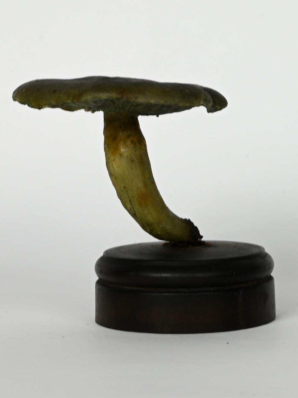 Modello di Maestri, Angelo - produzione ceroplastica ottocentesca (sec. XIX)