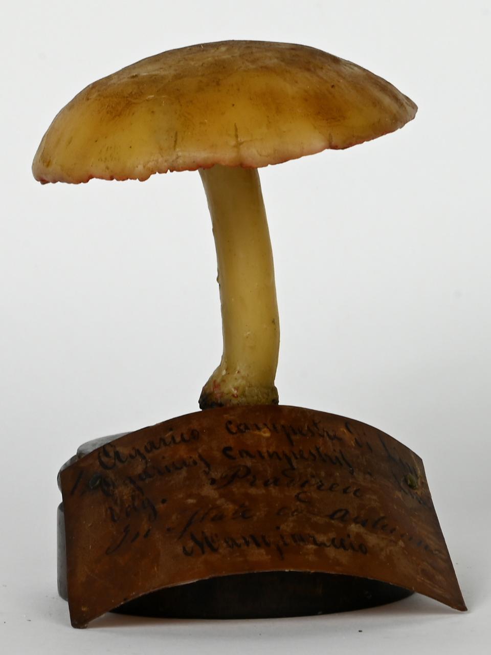 Modello di Maestri, Angelo - produzione ceroplastica ottocentesca (sec. XIX)