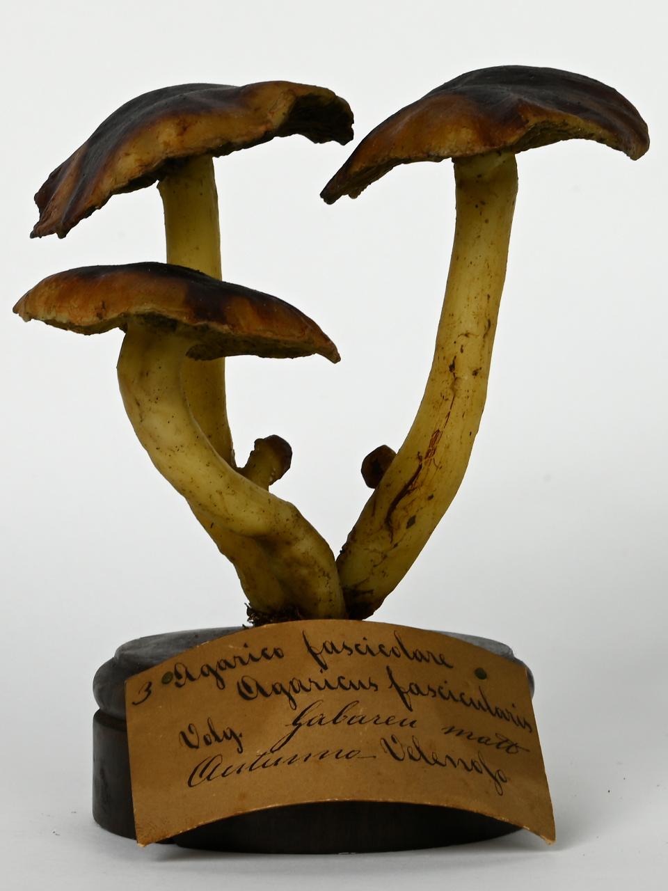 Modello di Maestri, Angelo - produzione ceroplastica ottocentesca (sec. XIX)