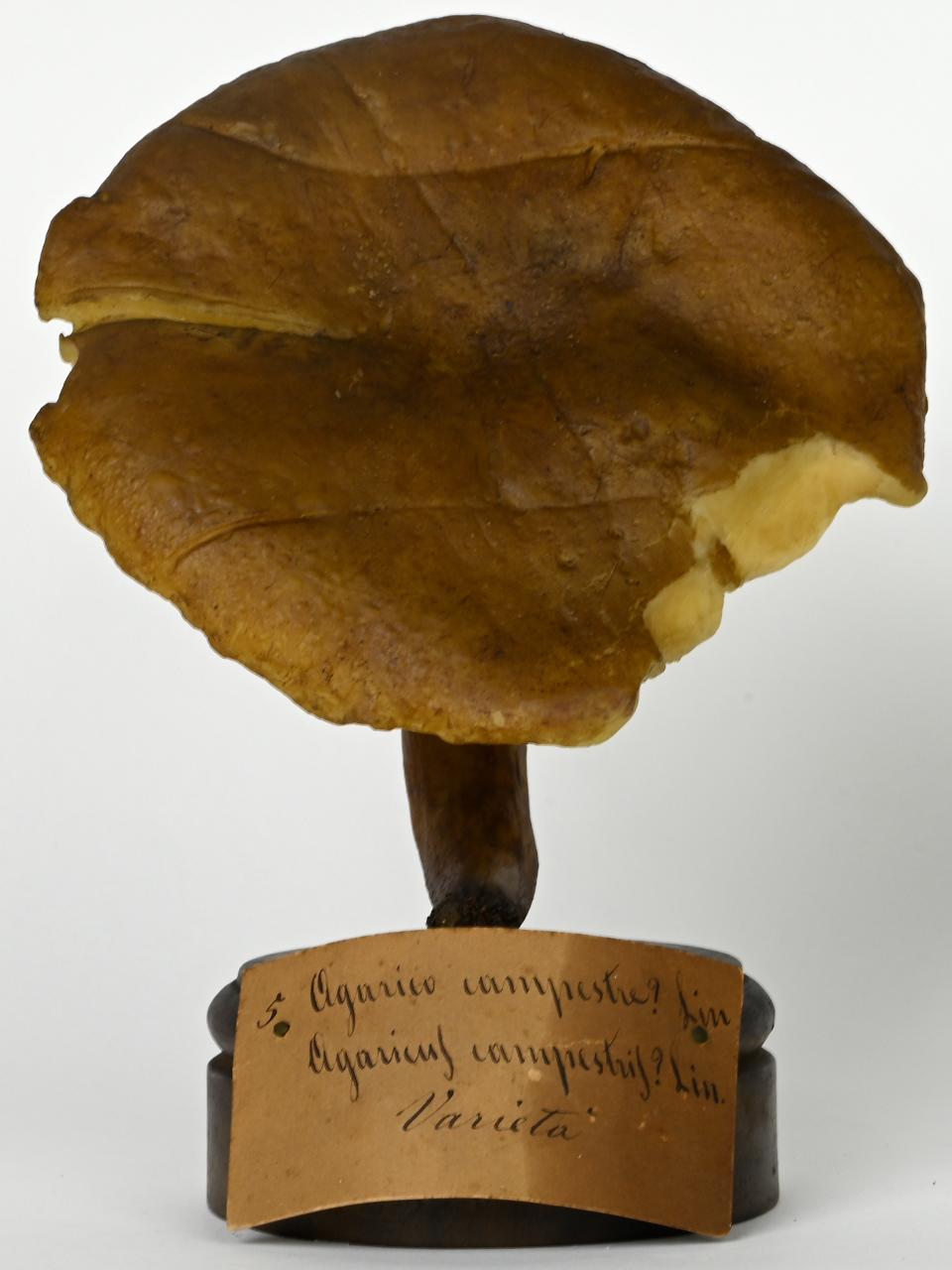 Modello di Maestri, Angelo - produzione ceroplastica ottocentesca (sec. XIX)