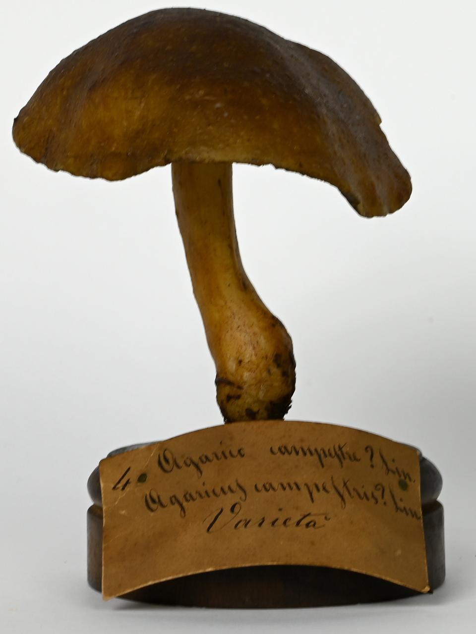 Modello di Maestri, Angelo - produzione ceroplastica ottocentesca (sec. XIX)