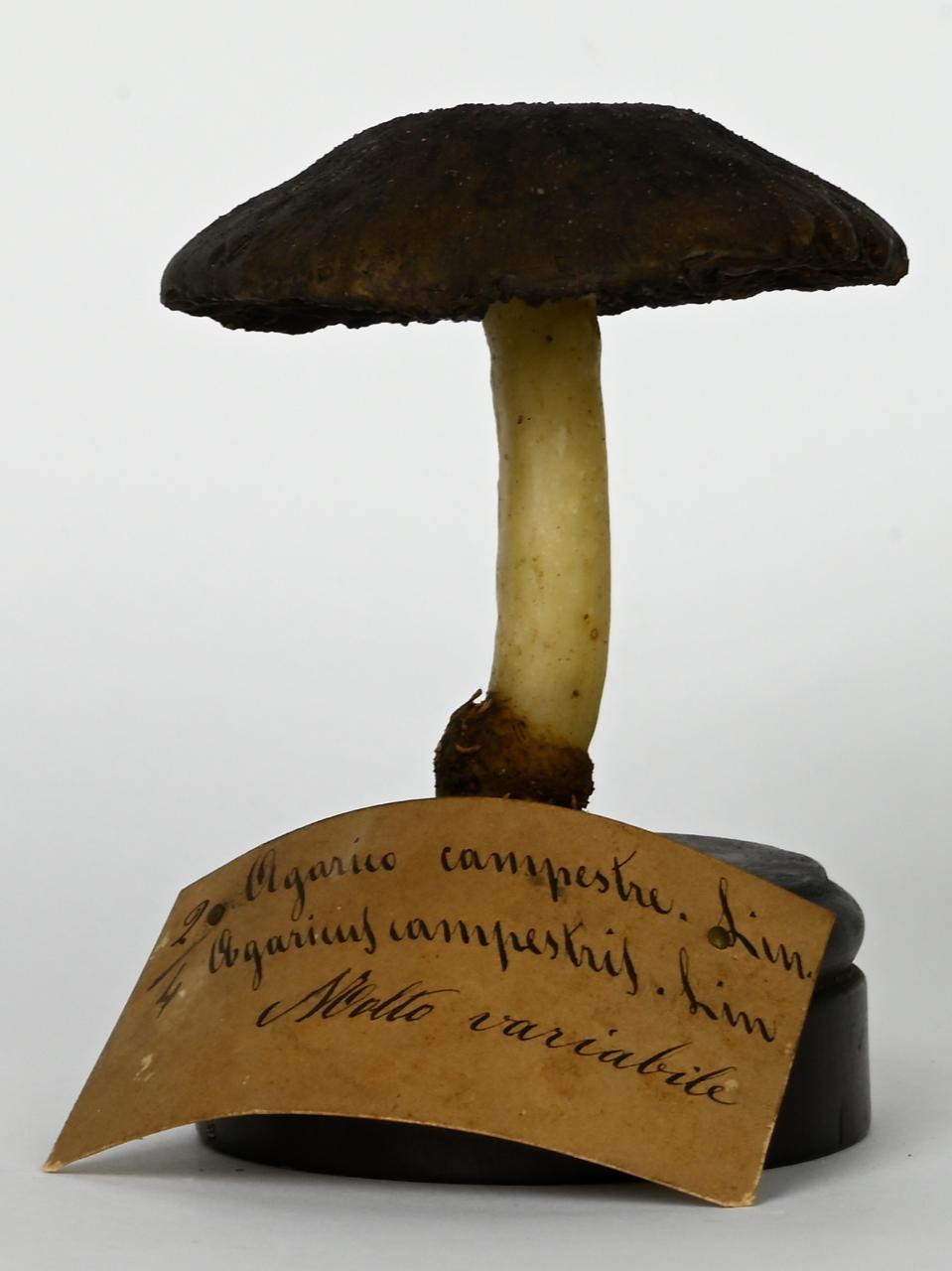 Modello di Maestri, Angelo - produzione ceroplastica ottocentesca (sec. XIX)