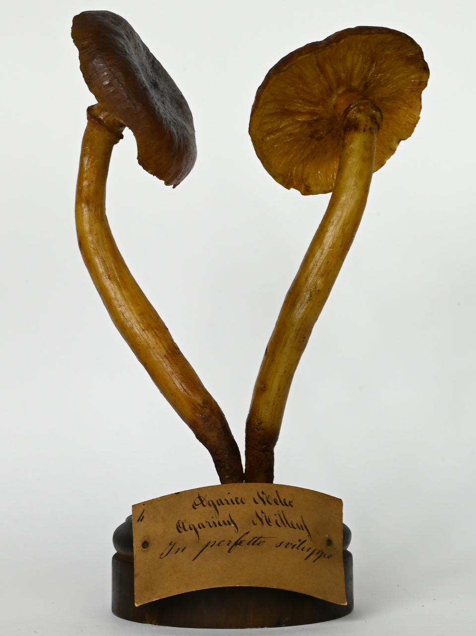 Modello di Maestri, Angelo - produzione ceroplastica ottocentesca (sec. XIX)