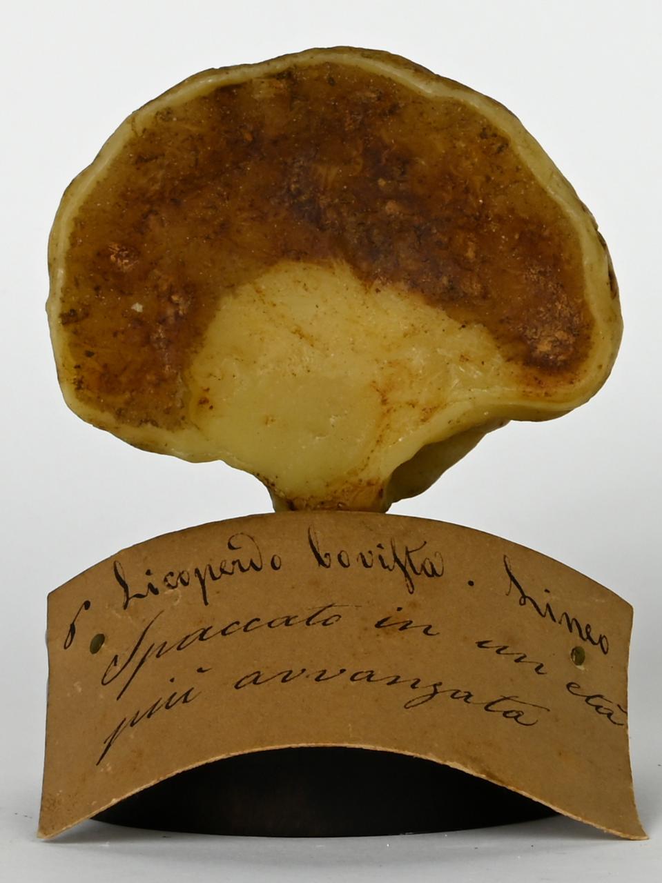 Modello di Maestri, Angelo - produzione ceroplastica ottocentesca (sec. XIX)