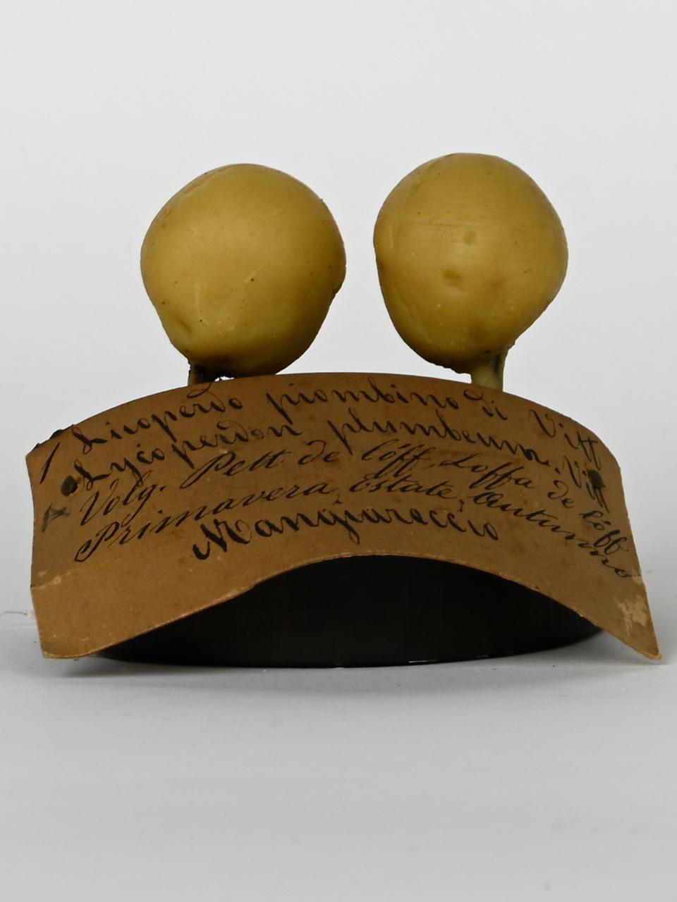 Modello di Maestri, Angelo - produzione ceroplastica ottocentesca (sec. XIX)