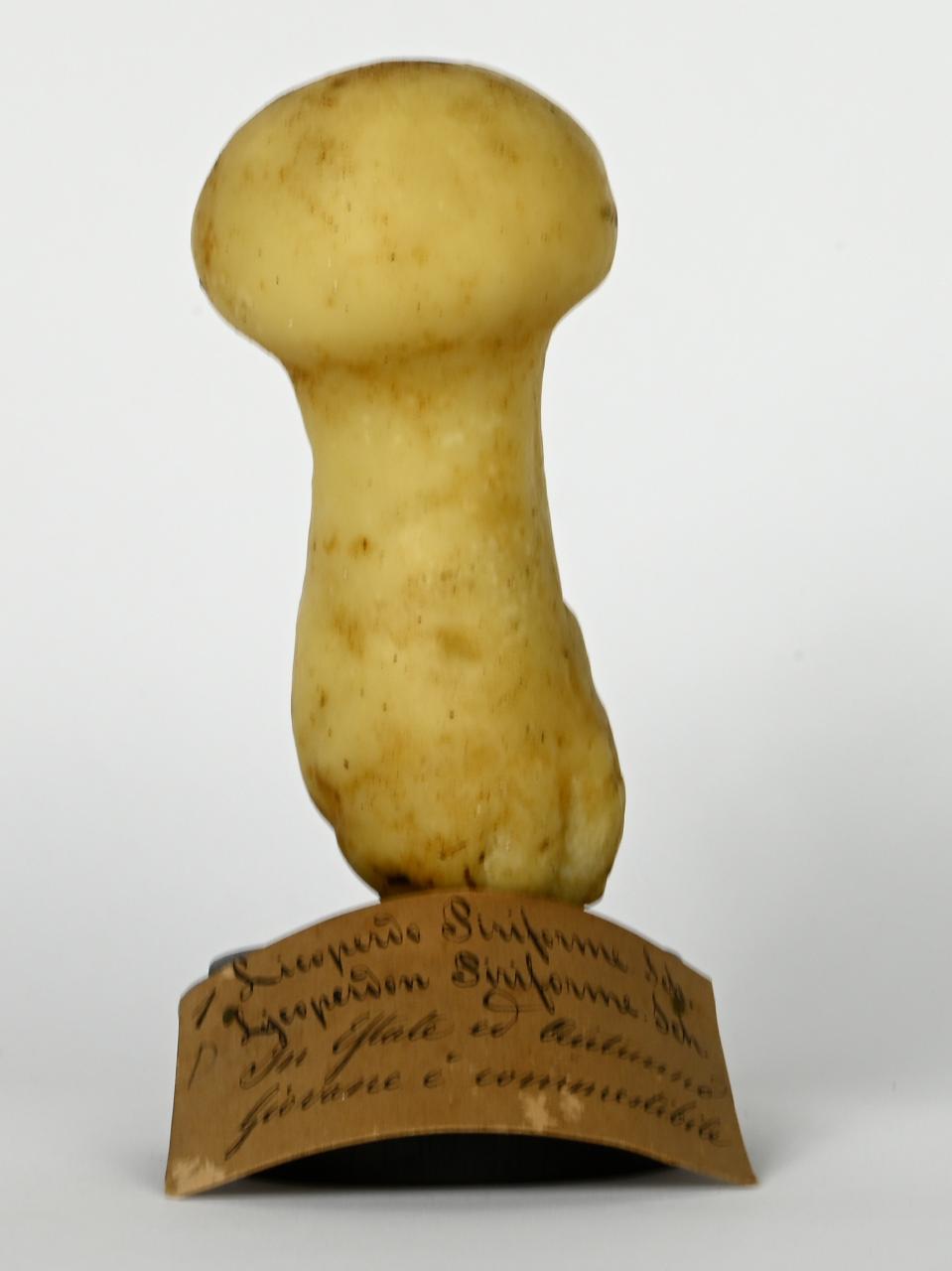 Modello di Maestri, Angelo - produzione ceroplastica ottocentesca (sec. XIX)