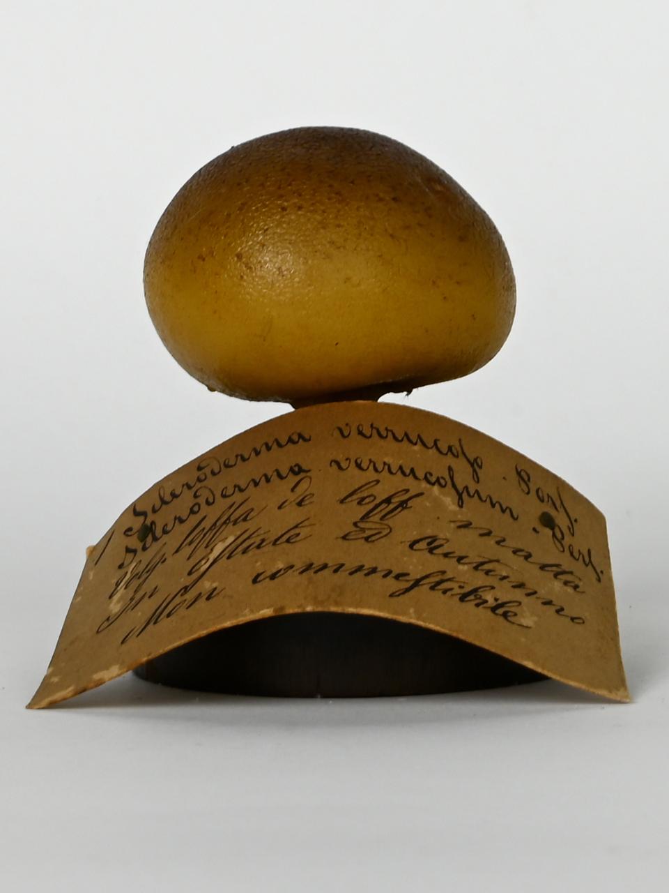Modello di Maestri, Angelo - produzione ceroplastica ottocentesca (sec. XIX)