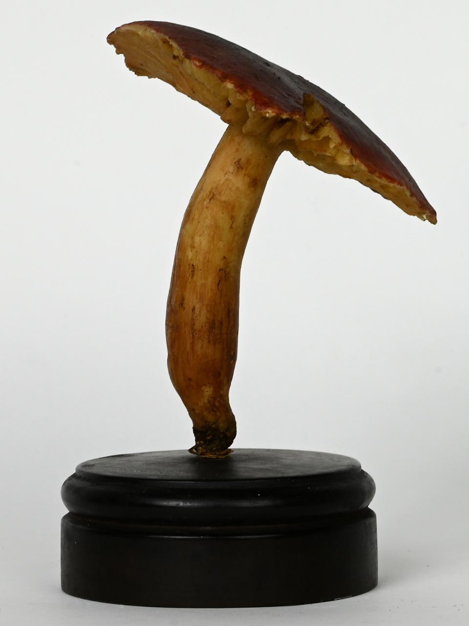 Modello di Maestri, Angelo - produzione ceroplastica ottocentesca (sec. XIX)