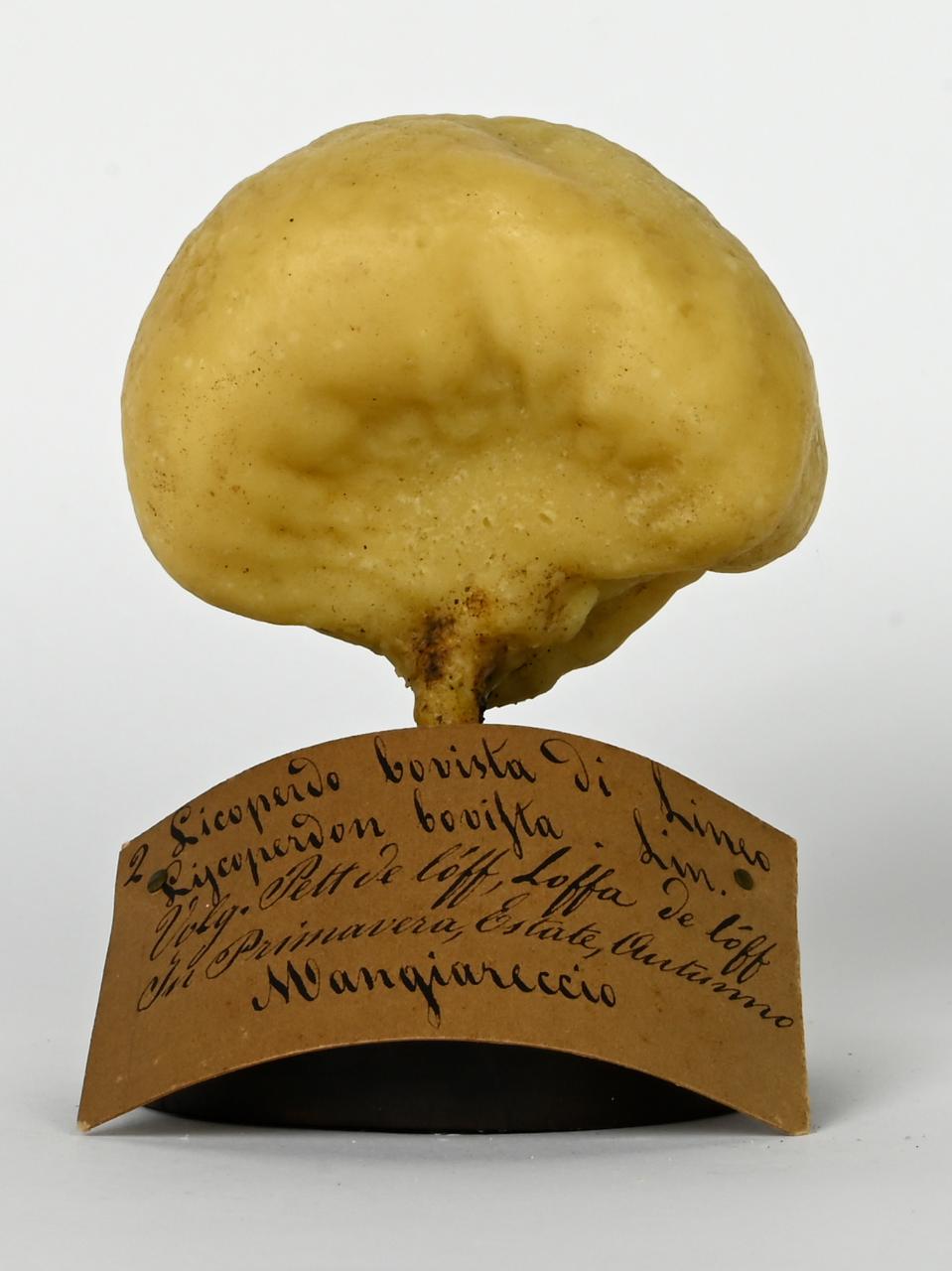Modello di Maestri, Angelo - produzione ceroplastica ottocentesca (sec. XIX)