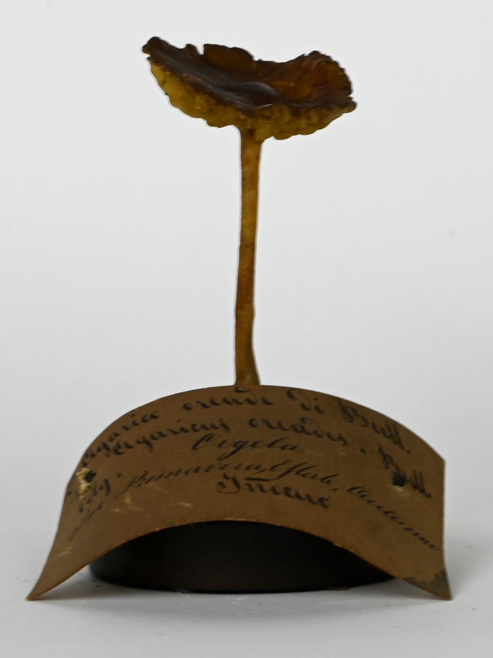 Modello di Maestri, Angelo - produzione ceroplastica ottocentesca (sec. XIX)