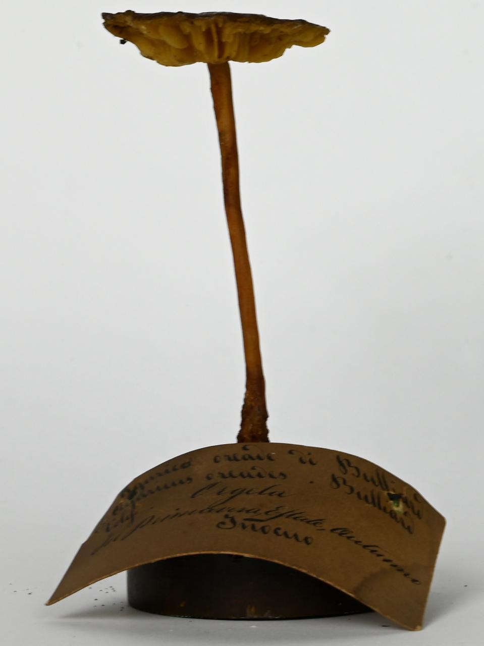 Modello di Maestri, Angelo - produzione ceroplastica ottocentesca (sec. XIX)
