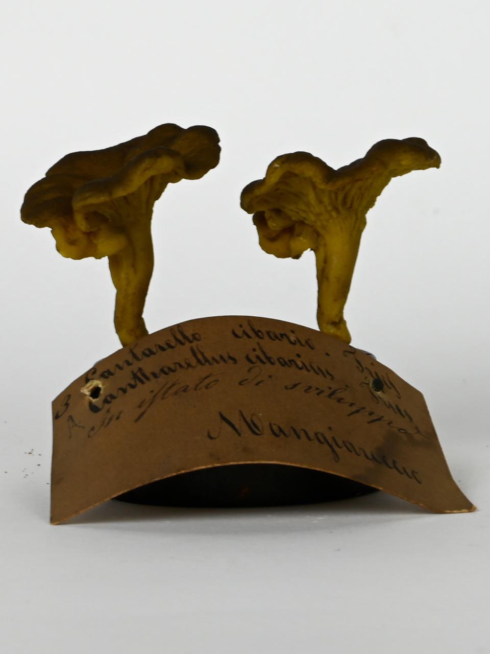 Modello di Maestri, Angelo - produzione ceroplastica ottocentesca (sec. XIX)