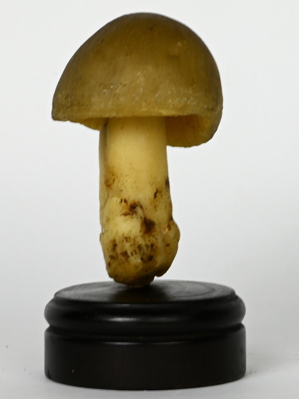 Modello di Maestri, Angelo - produzione ceroplastica ottocentesca (sec. XIX)