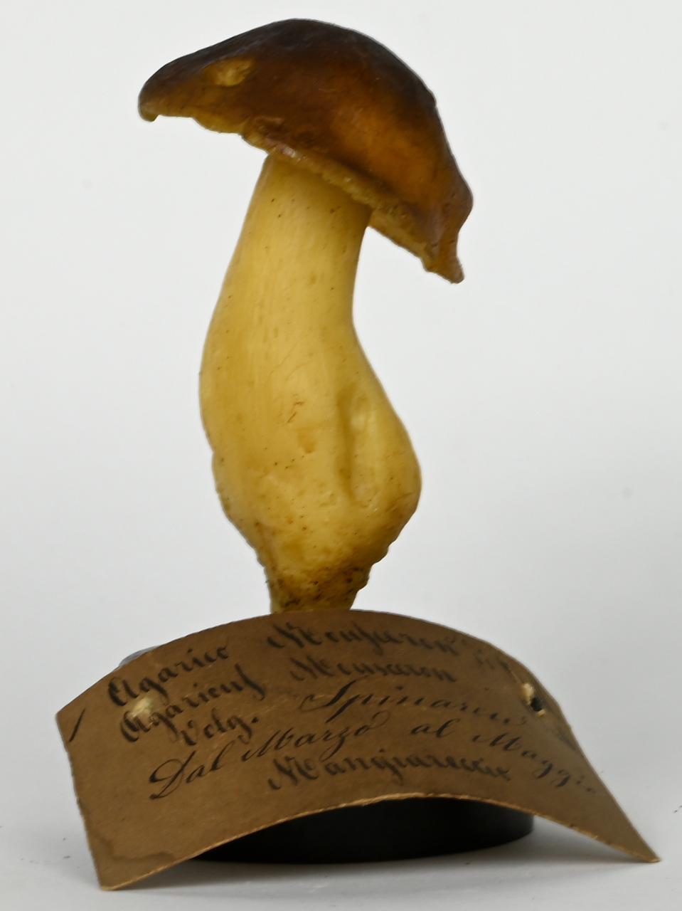 Modello di Maestri, Angelo - produzione ceroplastica ottocentesca (sec. XIX)