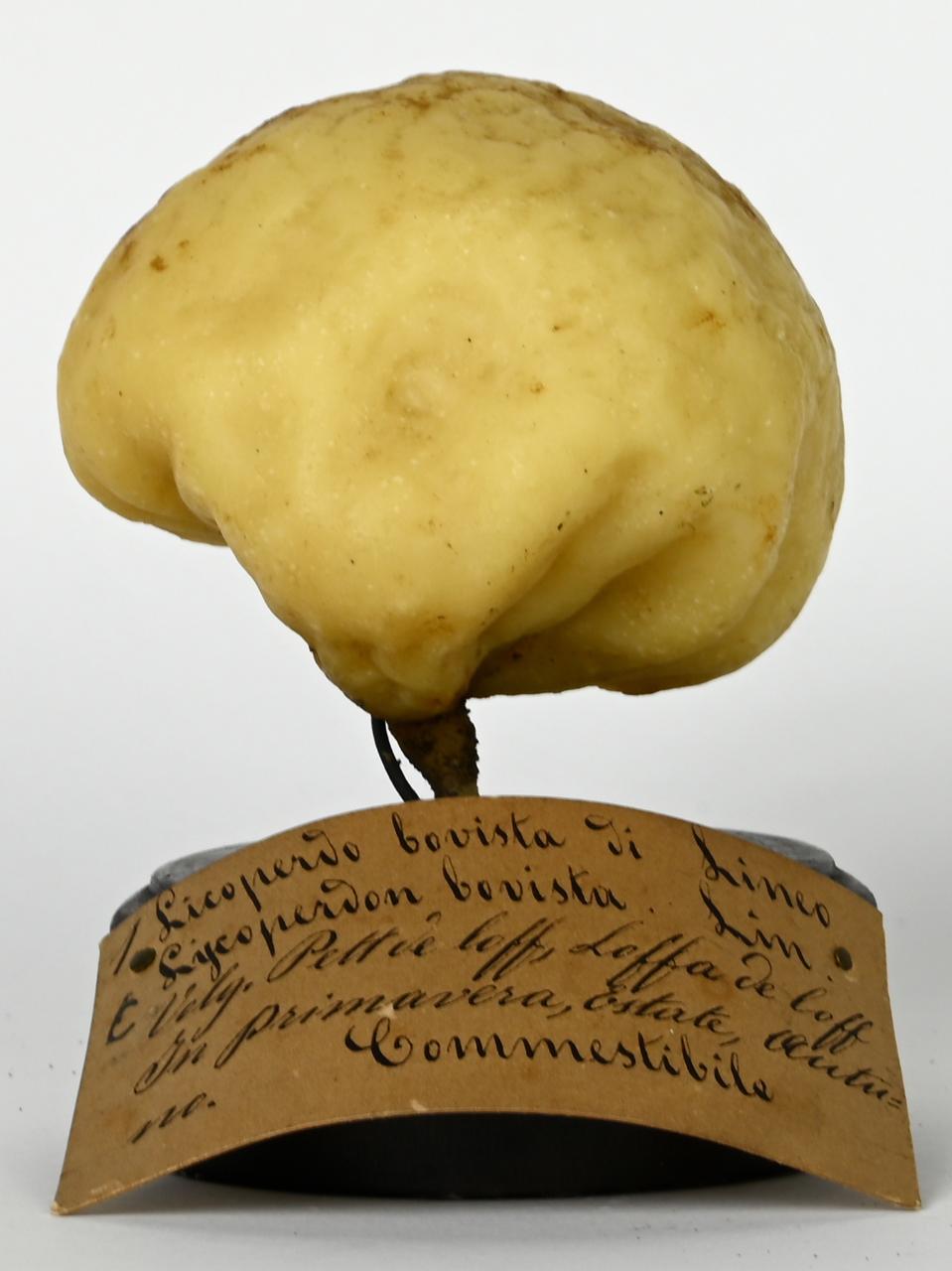 Modello di Maestri, Angelo - produzione ceroplastica ottocentesca (sec. XIX)