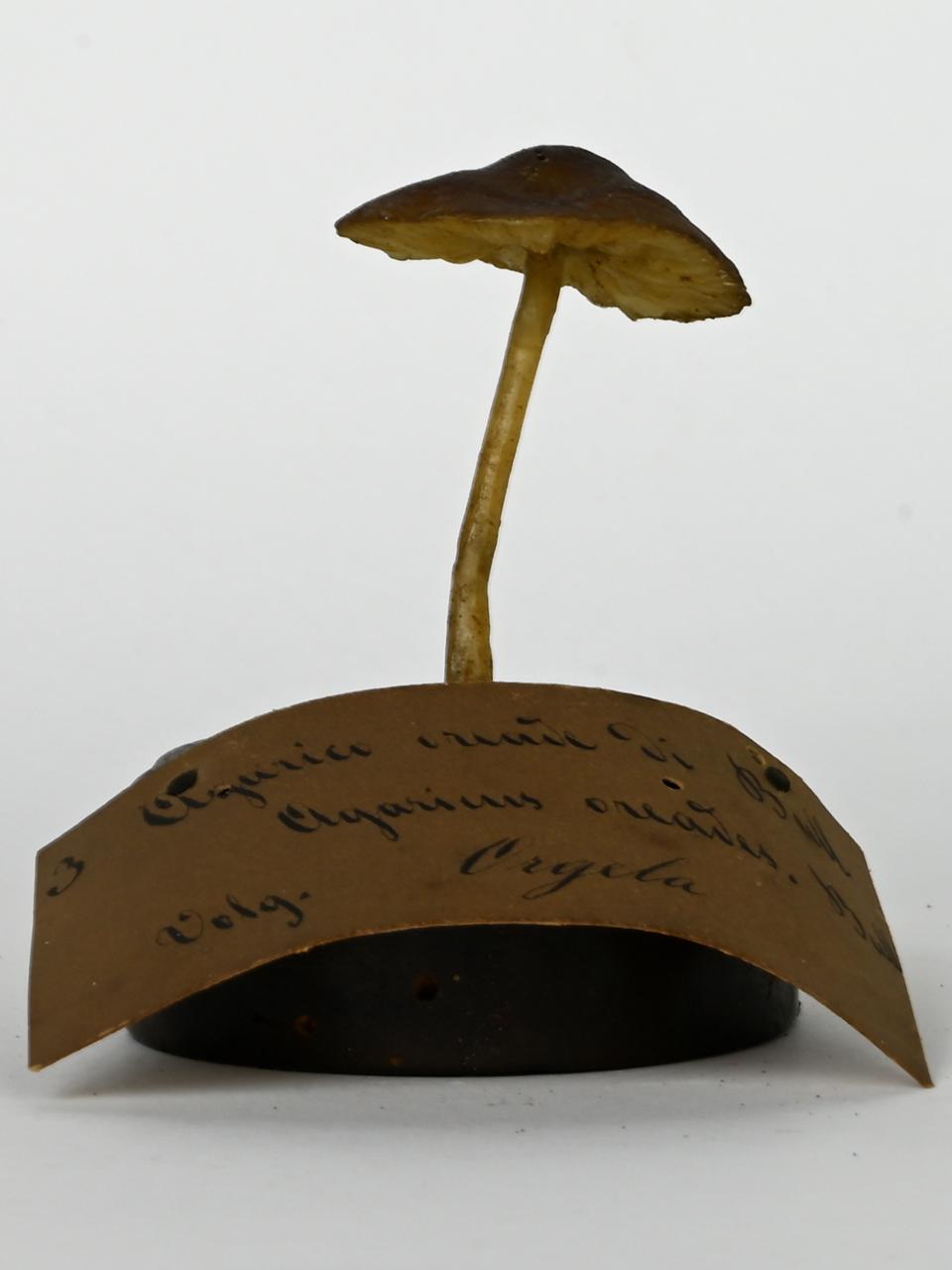 Modello di Maestri, Angelo - produzione ceroplastica ottocentesca (sec. XIX)