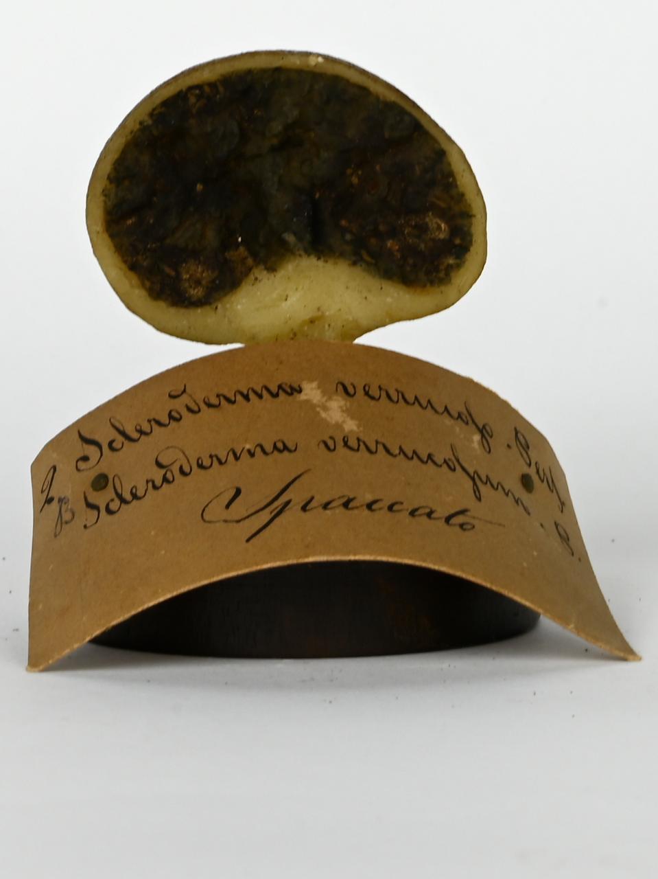 Modello di Maestri, Angelo - produzione ceroplastica ottocentesca (sec. XIX)