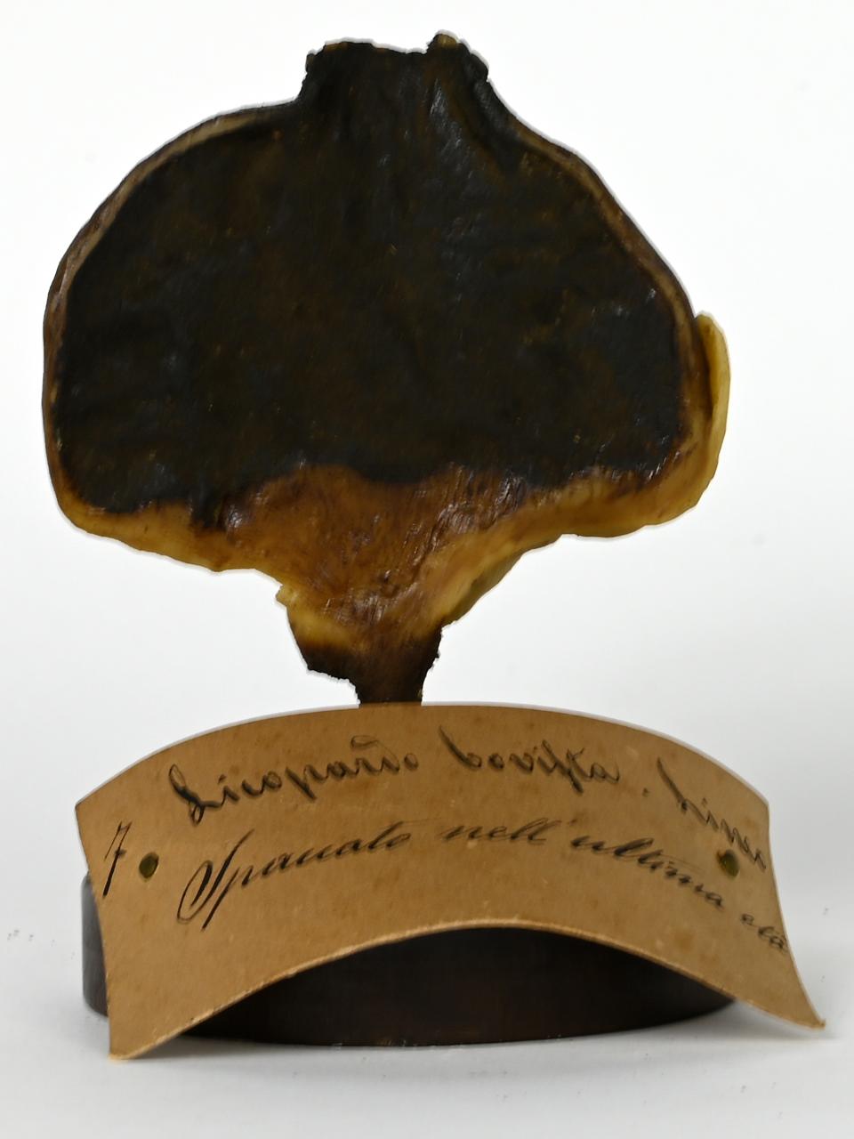 Modello di Maestri, Angelo - produzione ceroplastica ottocentesca (sec. XIX)