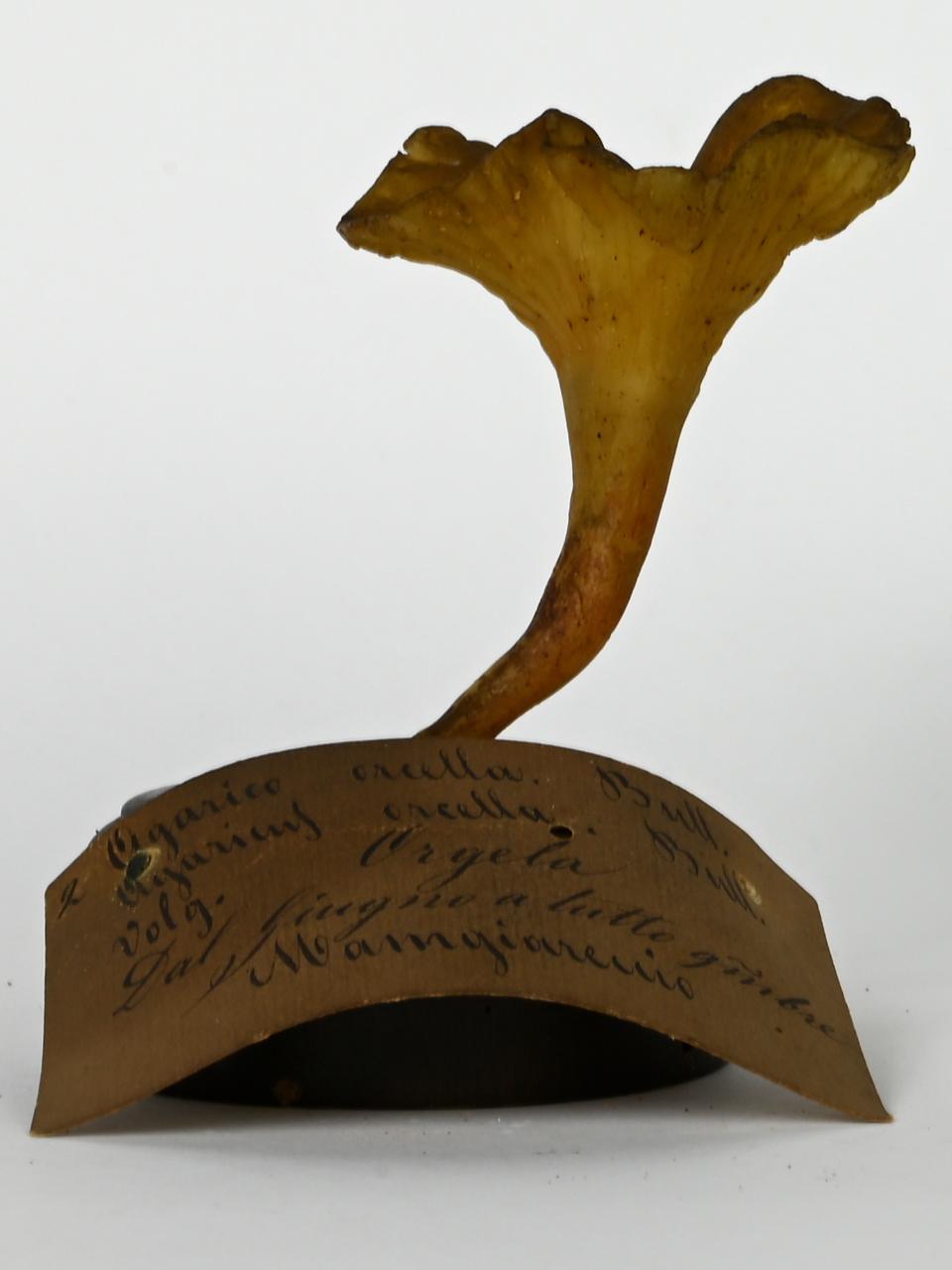 Modello di Maestri, Angelo - produzione ceroplastica ottocentesca (sec. XIX)