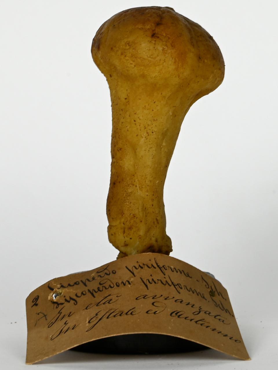 Modello di Maestri, Angelo - produzione ceroplastica ottocentesca (sec. XIX)