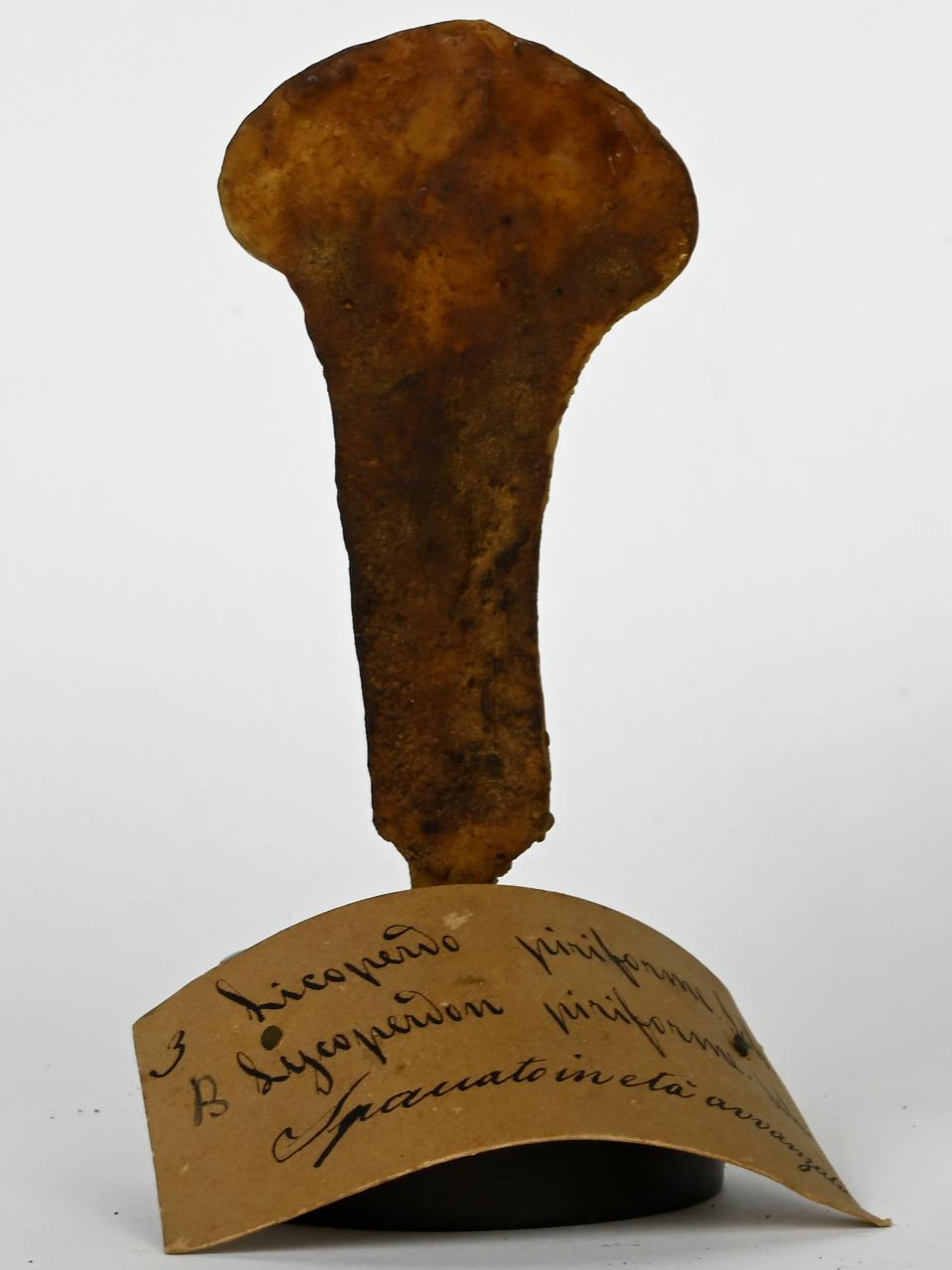 Modello di Maestri, Angelo - produzione ceroplastica ottocentesca (sec. XIX)