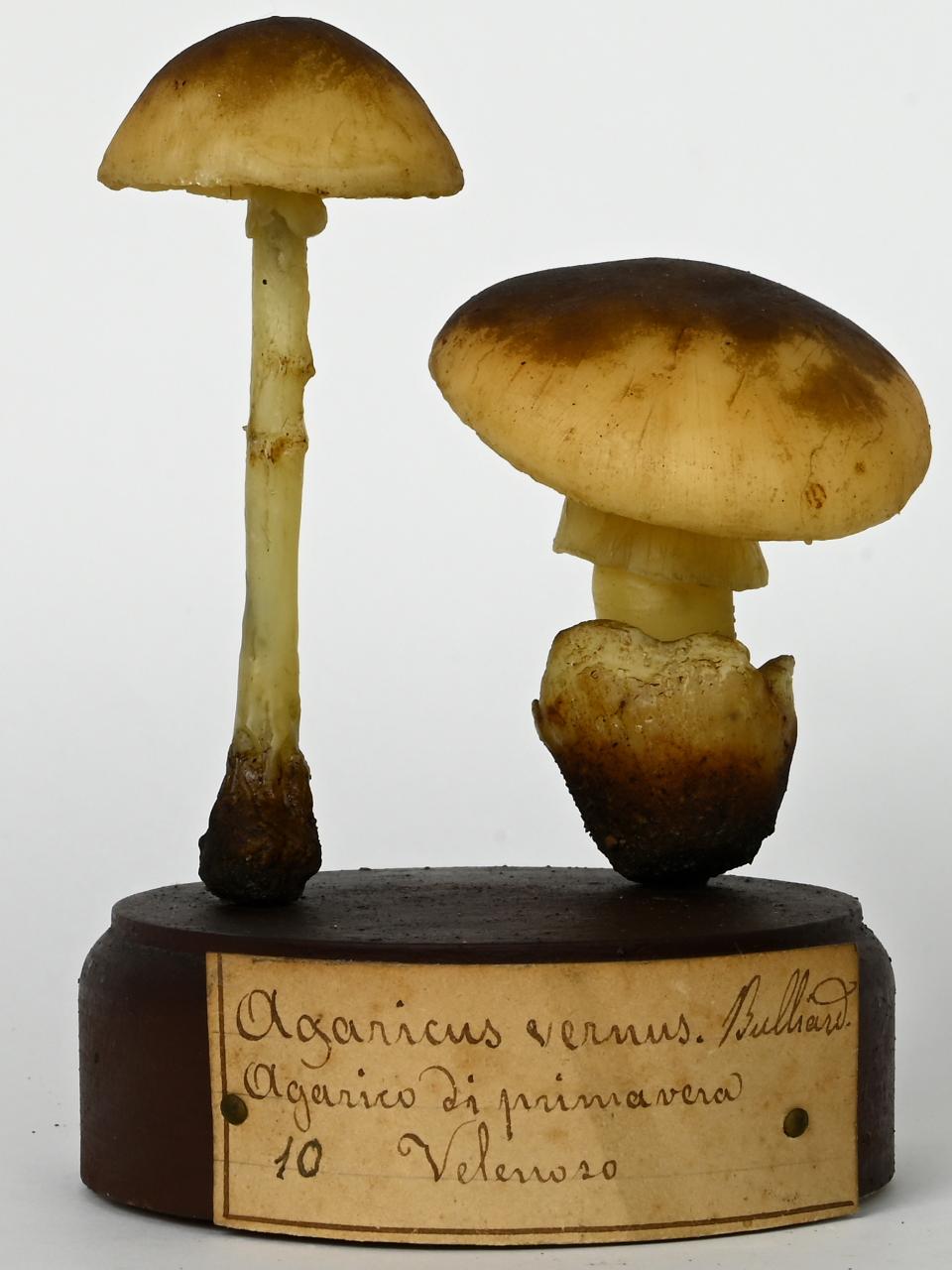 Modello di Maestri, Angelo - produzione ceroplastica ottocentesca (sec. XIX)