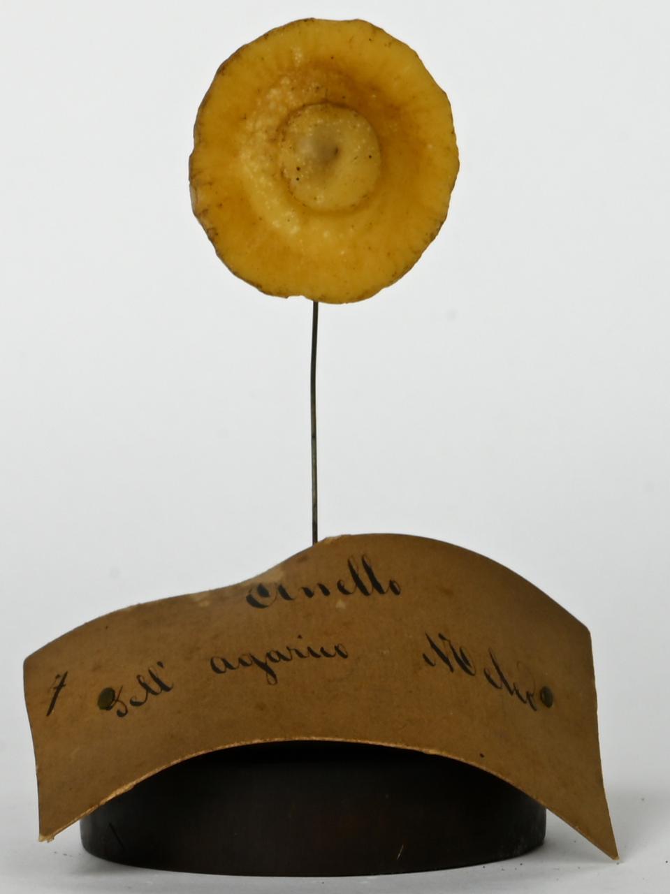Modello di Maestri, Angelo - produzione ceroplastica ottocentesca (sec. XIX)