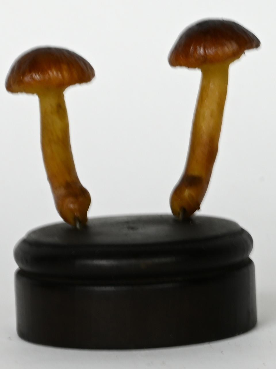 Modello di Maestri, Angelo - produzione ceroplastica ottocentesca (sec. XIX)