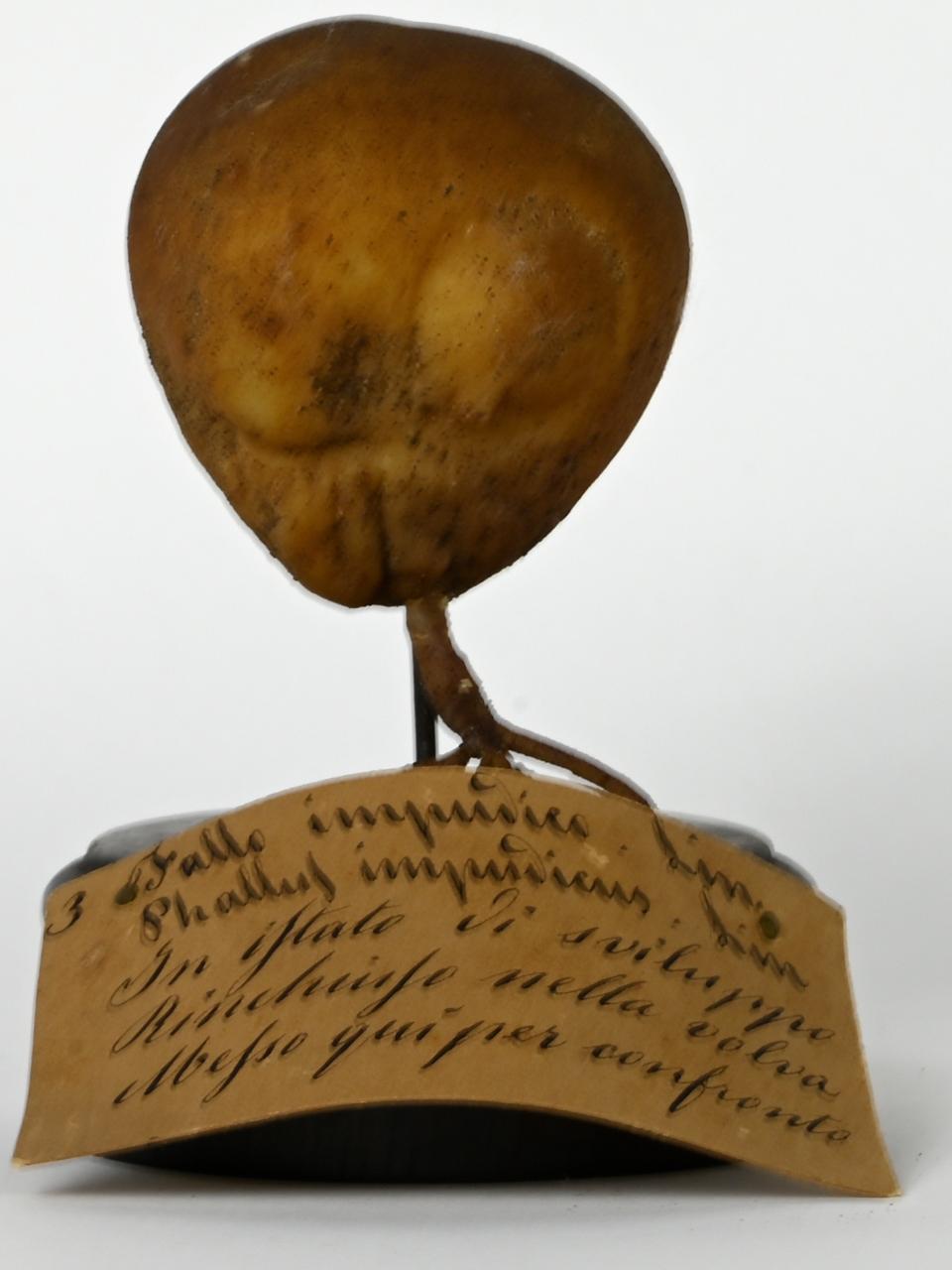 Modello di Maestri, Angelo - produzione ceroplastica ottocentesca (sec. XIX)