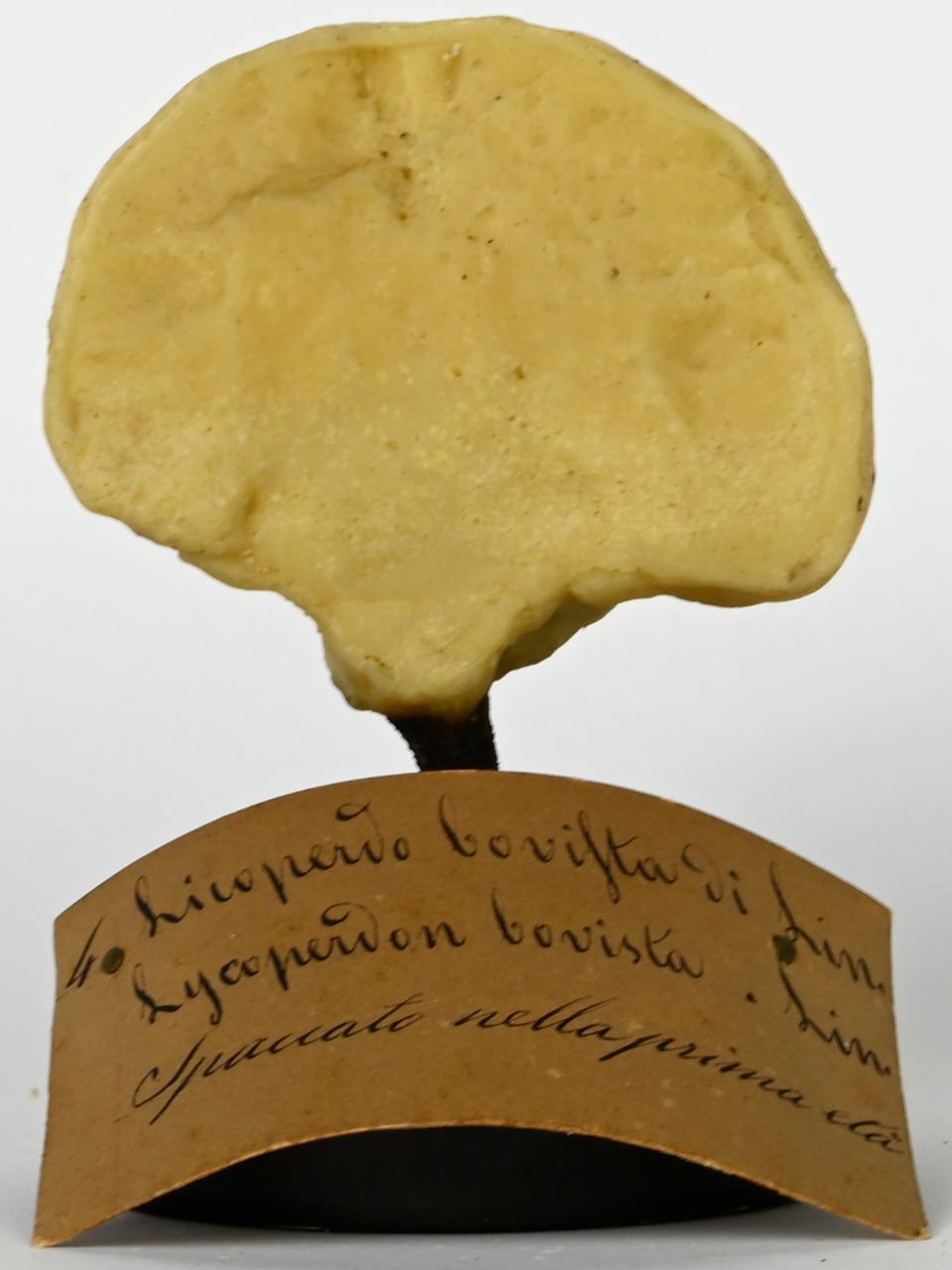 Modello di Maestri, Angelo - produzione ceroplastica ottocentesca (sec. XIX)