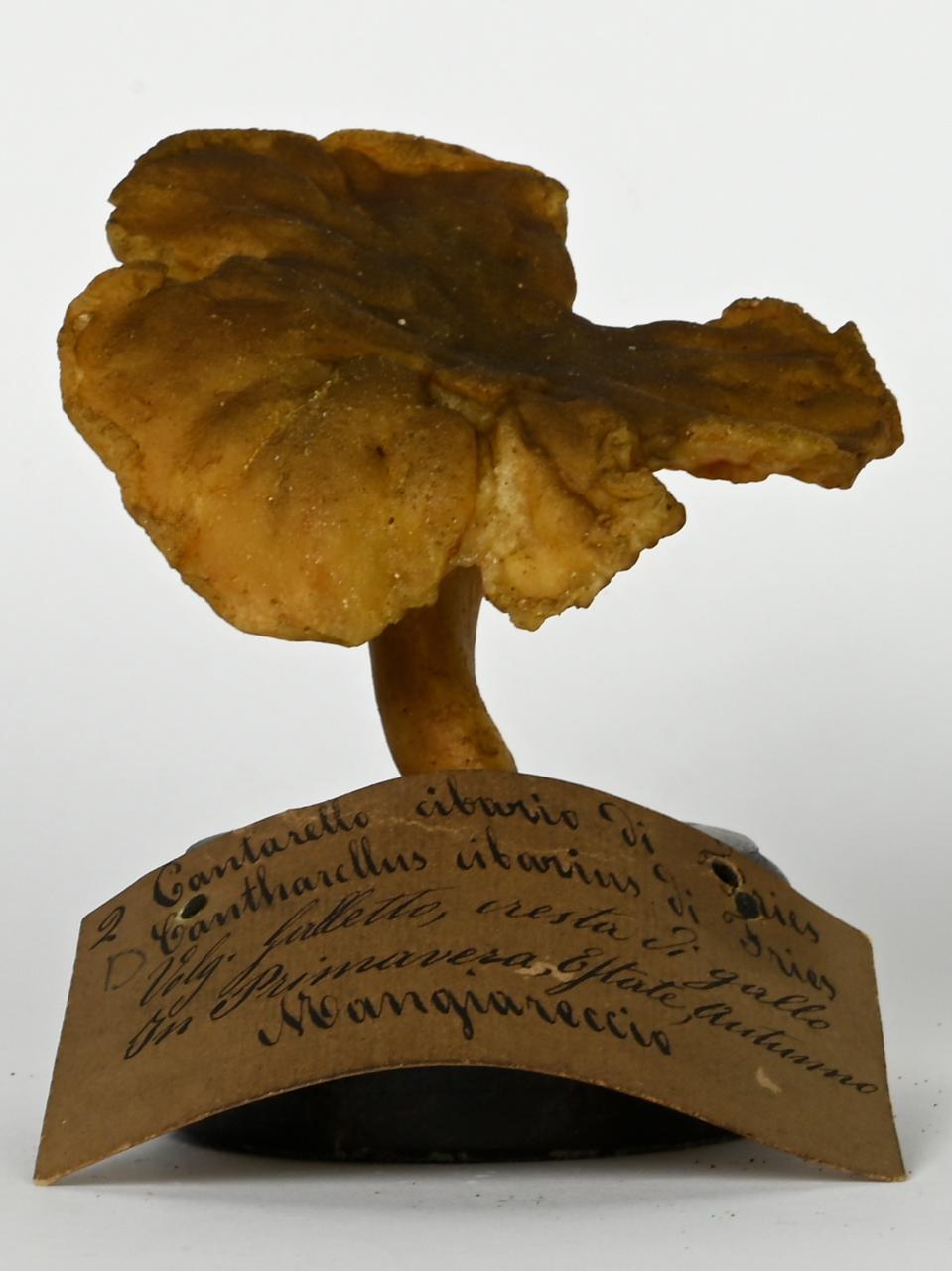 Modello di Maestri, Angelo - produzione ceroplastica ottocentesca (sec. XIX)