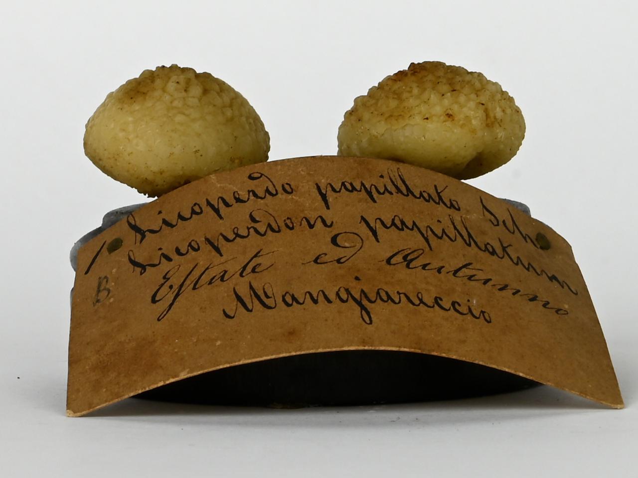 Modello di Maestri, Angelo - produzione ceroplastica ottocentesca (sec. XIX)