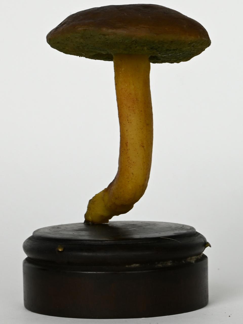Modello di Maestri, Angelo - produzione ceroplastica ottocentesca (sec. XIX)