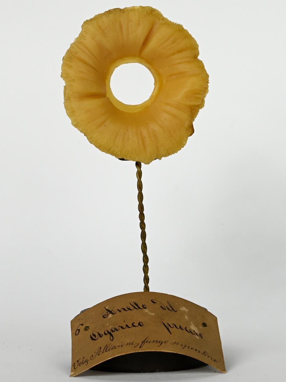Modello di Maestri, Angelo - produzione ceroplastica ottocentesca (sec. XIX)