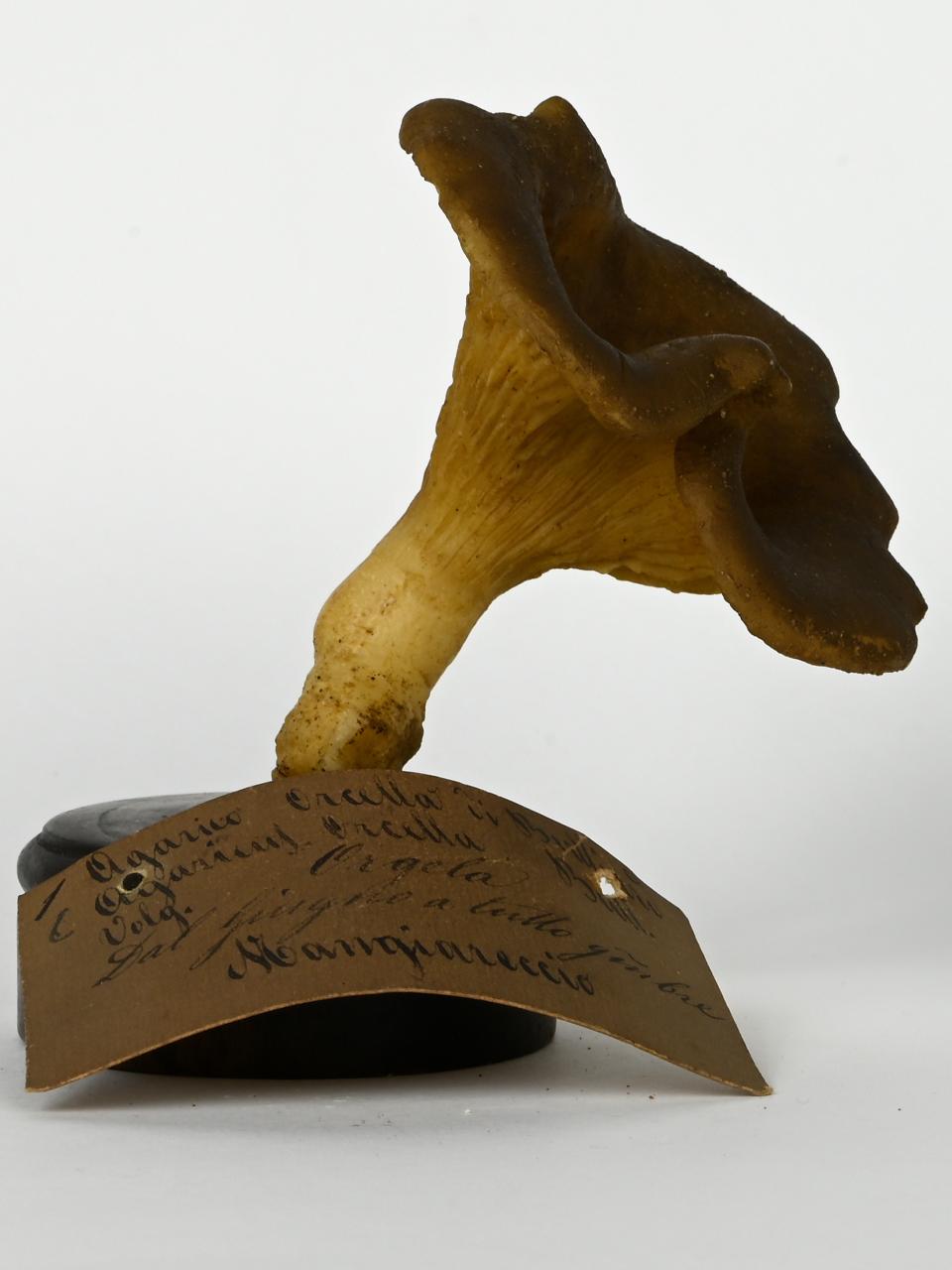Modello di Maestri, Angelo - produzione ceroplastica ottocentesca (sec. XIX)